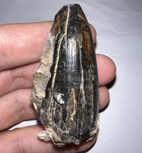 Load image into Gallery viewer, Huge Supercroc Tooth Sarcosuchus Imperator 2.1 Inches!
