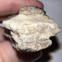 Load image into Gallery viewer, Huge Supercroc Tooth Sarcosuchus Imperator 2.1 Inches!