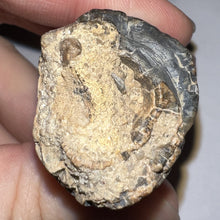 Load image into Gallery viewer, HUGE Supercroc Tooth Sarcosuchus Imperator 2.41 Inches!