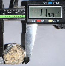 Load image into Gallery viewer, HUGE Supercroc Tooth Sarcosuchus Imperator 2.41 Inches!