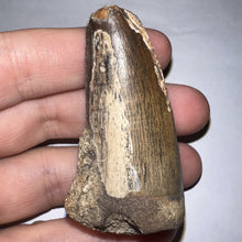 Load image into Gallery viewer, HUGE Supercroc Tooth Sarcosuchus Imperator 2.29 Inches!