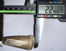 Load image into Gallery viewer, HUGE Supercroc Tooth Sarcosuchus Imperator 2.29 Inches!