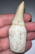 Load image into Gallery viewer, Mosasaurus Mosasaur Tooth 2.87 Inches! Dinosaur Era Marine Reptile! No Repair!