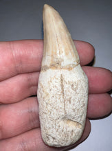 Load image into Gallery viewer, Mosasaurus Mosasaur Tooth 2.87 Inches! Dinosaur Era Marine Reptile! No Repair!