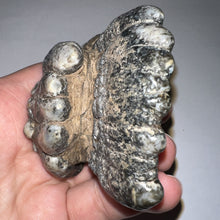 Load image into Gallery viewer, Stegodon Partial Fossil Molar 2.82 Inches Java, Indonesia!