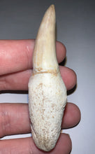 Load image into Gallery viewer, Mosasaurus Mosasaur Tooth 2.87 Inches! Dinosaur Era Marine Reptile! No Repair!