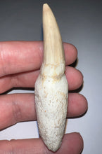 Load image into Gallery viewer, Mosasaurus Mosasaur Tooth 2.87 Inches! Dinosaur Era Marine Reptile! No Repair!