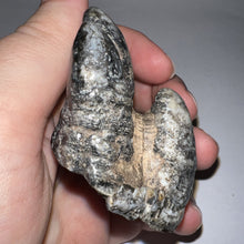 Load image into Gallery viewer, Stegodon Partial Fossil Molar 2.82 Inches Java, Indonesia!