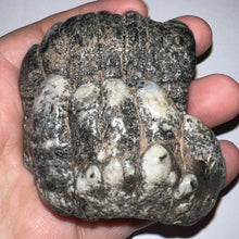 Load image into Gallery viewer, Stegodon Partial Fossil Molar 2.82 Inches Java, Indonesia!