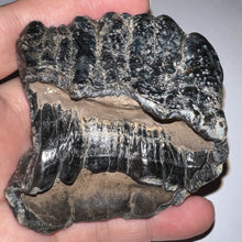 Load image into Gallery viewer, Stegodon Partial Fossil Molar 2.82 Inches Java, Indonesia!
