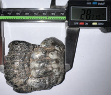 Load image into Gallery viewer, Stegodon Partial Fossil Molar 2.82 Inches Java, Indonesia!