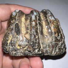 Load image into Gallery viewer, Stegodon Partial Fossil Molar 2.55 Inches Java, Indonesia!
