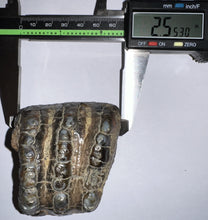 Load image into Gallery viewer, Stegodon Partial Fossil Molar 2.55 Inches Java, Indonesia!