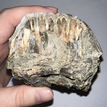 Load image into Gallery viewer, Stegodon Partial Fossil Molar 4.27 Inches Java, Indonesia!
