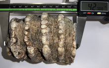 Load image into Gallery viewer, Stegodon Partial Fossil Molar 4.27 Inches Java, Indonesia!