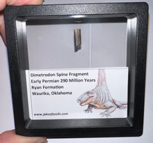 Load image into Gallery viewer, Framed Dimetrodon Fossil Spine Fragment One per Order .4-.5 Inches!