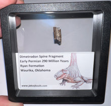 Load image into Gallery viewer, Framed Dimetrodon Fossil Spine Fragment One per Order .4-.5 Inches!