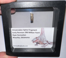 Load image into Gallery viewer, Framed Dimetrodon Fossil Spine Fragment One per Order .4-.5 Inches!