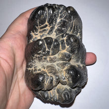 Load image into Gallery viewer, Super Rare South American Gomphothere Fossil Molar 4.07 Inches most likely Notiomastodon!
