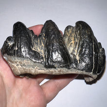 Load image into Gallery viewer, Super Rare South American Gomphothere Fossil Molar 4.07 Inches most likely Notiomastodon!