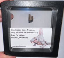 Load image into Gallery viewer, Framed Dimetrodon Fossil Spine Fragment One per Order .4-.5 Inches!