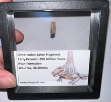 Load image into Gallery viewer, Framed Dimetrodon Fossil Spine Fragment One per Order .4-.5 Inches!