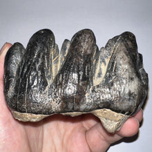 Load image into Gallery viewer, Super Rare South American Gomphothere Fossil Molar 4.07 Inches most likely Notiomastodon!