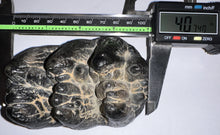 Load image into Gallery viewer, Super Rare South American Gomphothere Fossil Molar 4.07 Inches most likely Notiomastodon!