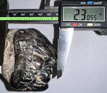 Load image into Gallery viewer, Super Rare South American Gomphothere Fossil Molar 4.07 Inches most likely Notiomastodon!