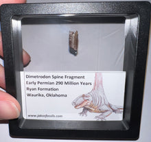 Load image into Gallery viewer, Framed Dimetrodon Fossil Spine Fragment One per Order .4-.5 Inches!