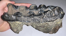 Load image into Gallery viewer, Super Rare South American Gomphothere Fossil Molar 7.46 Inches most likely Notiomastodon!