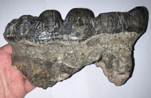 Load image into Gallery viewer, Super Rare South American Gomphothere Fossil Molar 7.46 Inches most likely Notiomastodon!