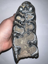 Load image into Gallery viewer, Super Rare South American Gomphothere Fossil Molar 7.46 Inches most likely Notiomastodon!