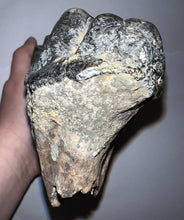 Load image into Gallery viewer, Super Rare South American Gomphothere Fossil Molar 7.46 Inches most likely Notiomastodon!