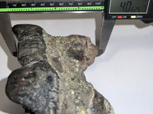 Load image into Gallery viewer, Super Rare South American Gomphothere Fossil Molar 7.46 Inches most likely Notiomastodon!