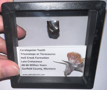 Load image into Gallery viewer, Framed Triceratops type Ceratopsian Tooth Lot One Per Order .62 Inches