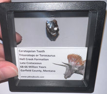 Load image into Gallery viewer, Framed Triceratops type Ceratopsian Tooth Lot One Per Order .62 Inches