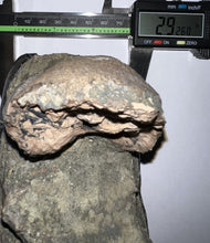 Load image into Gallery viewer, Super Rare South American Gomphothere Fossil Molar 7.46 Inches most likely Notiomastodon!