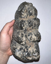 Load image into Gallery viewer, Super Rare South American Gomphothere Fossil Molar 7.68 Inches most likely Notiomastodon!