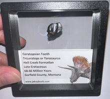 Load image into Gallery viewer, Framed Triceratops type Ceratopsian Tooth Lot One Per Order .62 Inches