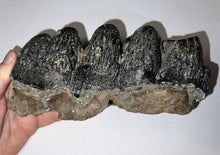 Load image into Gallery viewer, Super Rare South American Gomphothere Fossil Molar 7.68 Inches most likely Notiomastodon!