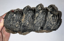 Load image into Gallery viewer, Super Rare South American Gomphothere Fossil Molar 7.68 Inches most likely Notiomastodon!