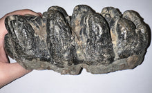 Load image into Gallery viewer, Super Rare South American Gomphothere Fossil Molar 7.68 Inches most likely Notiomastodon!