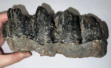 Load image into Gallery viewer, Super Rare South American Gomphothere Fossil Molar 7.68 Inches most likely Notiomastodon!