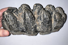 Load image into Gallery viewer, Super Rare South American Gomphothere Fossil Molar 7.68 Inches most likely Notiomastodon!