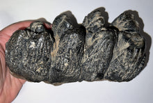 Load image into Gallery viewer, Super Rare South American Gomphothere Fossil Molar 7.68 Inches most likely Notiomastodon!