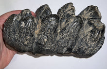 Load image into Gallery viewer, Super Rare South American Gomphothere Fossil Molar 7.68 Inches most likely Notiomastodon!