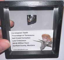 Load image into Gallery viewer, Framed Triceratops type Ceratopsian Tooth Lot One Per Order .62 Inches
