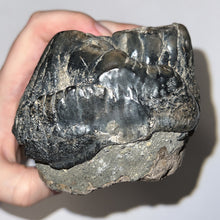 Load image into Gallery viewer, Super Rare South American Gomphothere Fossil Molar 7.68 Inches most likely Notiomastodon!