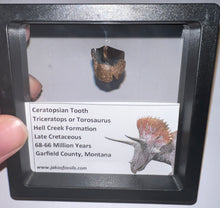 Load image into Gallery viewer, Framed Triceratops type Ceratopsian Tooth Lot One Per Order .62 Inches